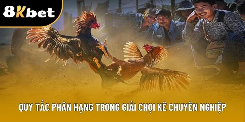 Quy tắc phân hạng trong giải chọi kê chuyên nghiệp