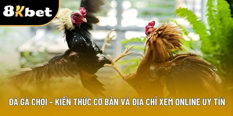 Đá Gà Chọi - Tổng Hợp Kiến Thức Trọng Tâm Cho Người Mới