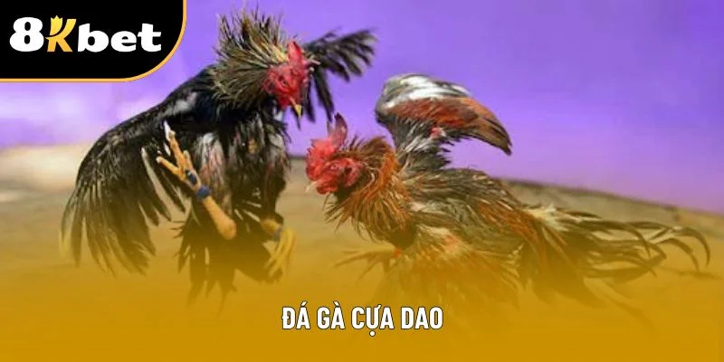 Đá Gà Cựa Dao 8kbet – Cuộc Đọ Sức Đỉnh Cao Của Những Chiến Kê