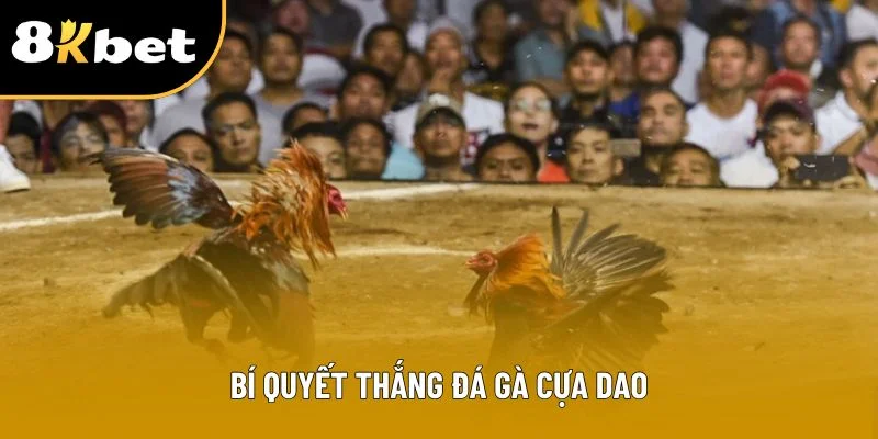 Bí quyết thắng đá gà cựa dao
