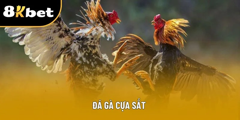 Đá Gà Cựa Sắt 8kbet – Đỉnh Cao Cuộc Đấu Gà Chiến Nghệ Thuật