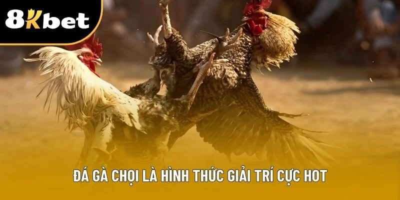 Đá gà chọi là hình thức giải trí cực hot